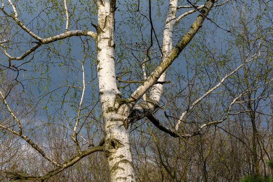  White birch trunk against a dark blue sky