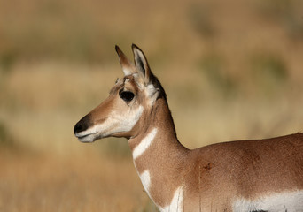Pronghorn Antelope in Yellowstone National park, Wyoming