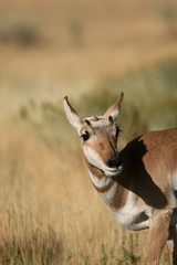 Pronghorn Antelope in Yellowstone National park, Wyoming
