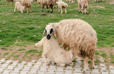 Baby lamb sucking milk from the udder of mother sheep on grass with sheep herd in background, Konya, Turkey