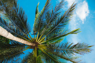 Bright green palm leaves against the blue sky in Sunny weather. Palm tree by the sea on a hot Sunny day. Green palm leaves against a blue sky.