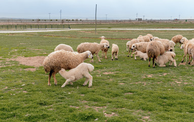 Baby lamb sucking milk from the udder of mother sheep on grass with sheep herd in background, Konya, Turkey