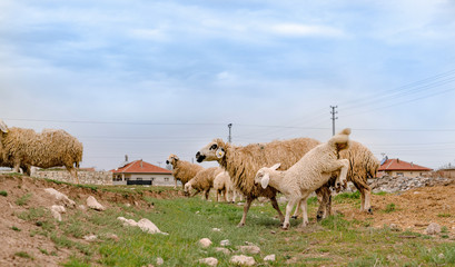 Fototapeta premium Sheep with playing young lamb on a green grass meadow in Konya, Turkey