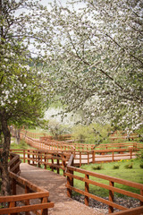 Fototapeta na wymiar Wooden walkway in the park with blooming white apple trees. Branches of apple trees are covered with white flowers. Spring in the park