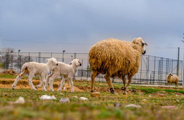 Ewe (female sheep) with newborn twin lambs in green meadow near a barn in spring time, Konya, Turkey