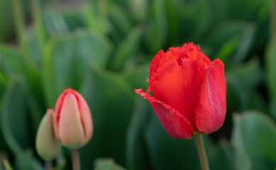 Red tulips in tulip fields, tulip farm in Konya, Turkey