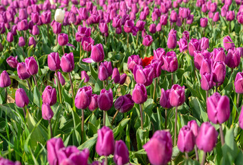 Obraz premium Purple/violet tulips in tulip fields, tulip farm in Konya, Turkey