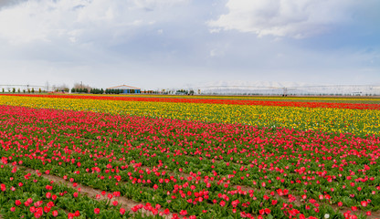 Fototapeta na wymiar Colorful tulip fields, tulip farm in Konya, Turkey
