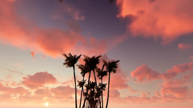 Palm tree alley on sunset