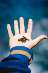 Crab clamped by an open hand with the sea in the background on a sunny summer day.