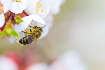 Sakura flowers bloom spring summer spring pollinating bee macro