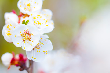 Sakura flowers bloom spring summer spring 