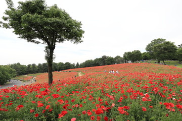 ポピーの花畑