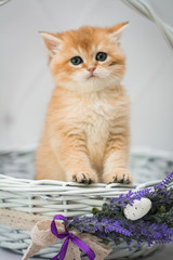 kitten scottish british cat burma munchkin animals