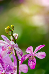 Orchid Bouquet in cozy home flower garden and sun flare background.