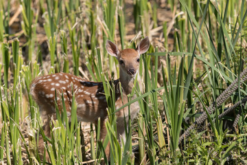 Cute White tailed deer fawn paling in meadow