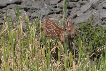 Cute White tailed deer fawn paling in meadow