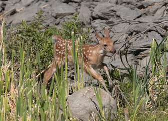 Cute White tailed deer fawn paling in meadow