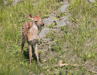 Cute White tailed deer fawn paling in meadow