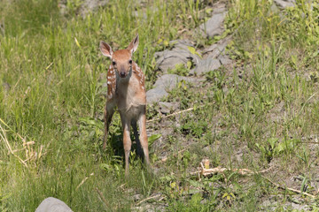 Cute White tailed deer fawn paling in meadow