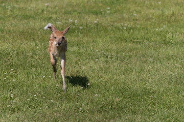 Cute White tailed deer fawn paling in meadow