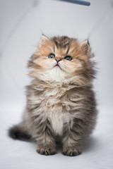 Fototapeta premium kitten scottish british cat burma munchkin animals