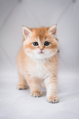 kitten scottish british cat burma munchkin animals