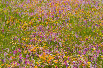 田んぼをつかった花畑　静岡県賀茂郡松崎町