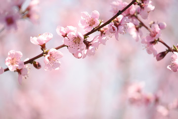 The lush blooming of pink flowers of the peach tree in the garden.