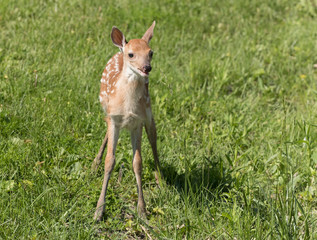 Cute White tailed deer fawn paling in meadow