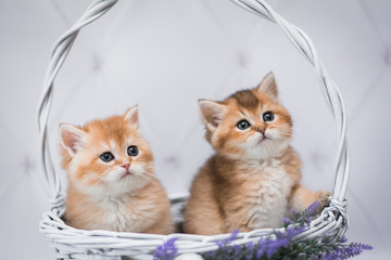 two scottish kittens in a basket playing a red cat