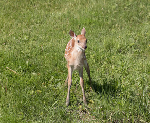 Cute White tailed deer fawn paling in meadow