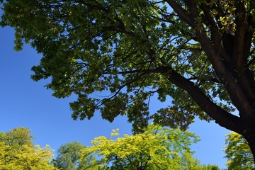 Green Summer Impressions from Citadel Park in Berlin Spandau on July 1, 2015, Germany