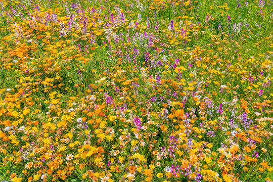 155 Best アフリカキンセンカ Images Stock Photos Vectors Adobe Stock 155 Best アフリカキンセンカ Images Stock Photos Vectors Adobe Stock