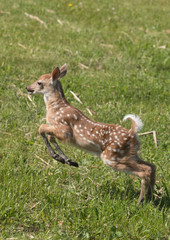 Cute White tailed deer fawn paling in meadow