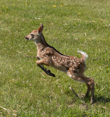 Cute White tailed deer fawn paling in meadow