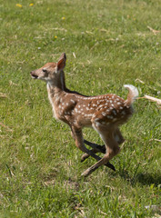 Cute White tailed deer fawn paling in meadow