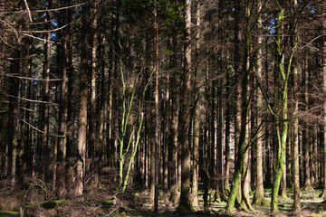 Dense woodland of Scots pine trees with some moss covered trunks
