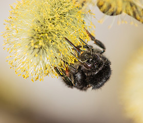 fluffy bumblebee on a flower with pollen