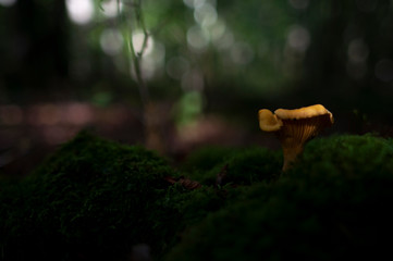 Champignon