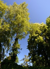 Obraz premium Green Summer Impressions from Citadel Park in Berlin Spandau on July 1, 2015, Germany