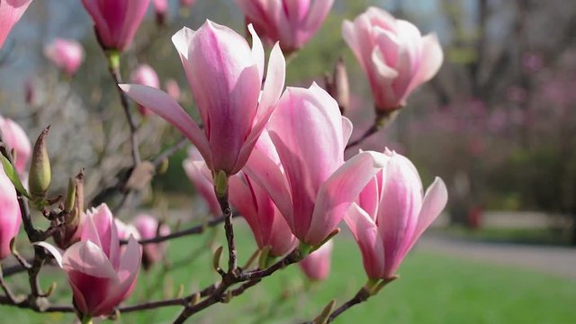 Blooming Magnolia in the Park on a Sunny spring day.