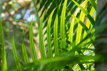 natural palm leaf in tropical asian jungle. green palm foliage with light and shadow in morning.