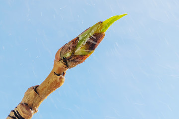 A bud of a tree with unopened leaves closes up. Spring photography on a sky blue background.