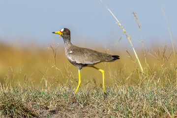 Wattled lapwing looking up to the sky