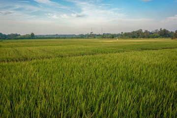 Paddy field on blue sky background