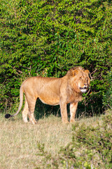Big Lion male on the savannah in Masai Mara