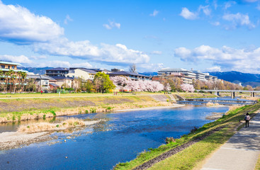 Fototapeta premium 春の京都 鴨川
