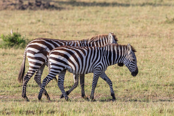 Fototapeta na wymiar Zebras walking on the savannah in Masai Mara
