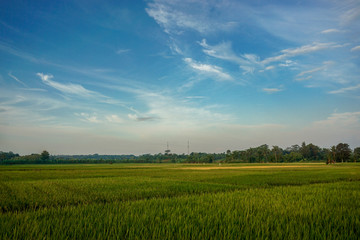 Paddy field on blue sky background